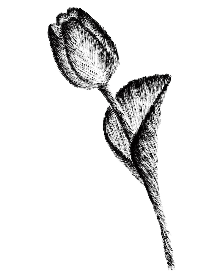 Vektor eine zeichnung von tulpen mit einem stiel und dem wort tulpe darauf.