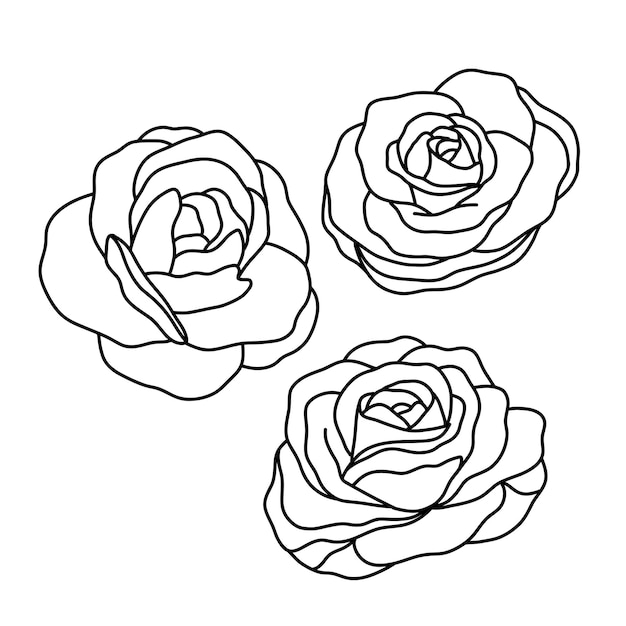 Einfache konturillustration der rosenblumensammlung