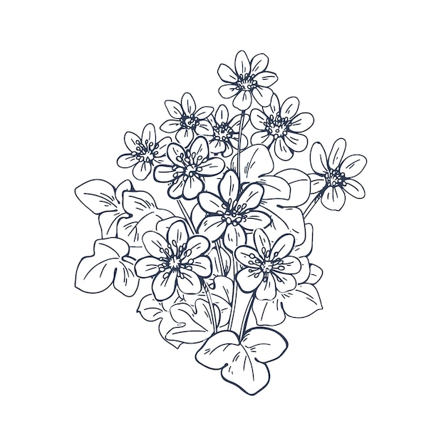 Eingravierter Leberwurz, vintage skizzierte botanische Zeichnung. Hepatica-Blumen in altem Retro-Stil gezeichnet. Konturierte Blumenpflanze. Detailliertes blühendes Leberblatt. Vektorillustration isoliert auf weißem Hintergrund