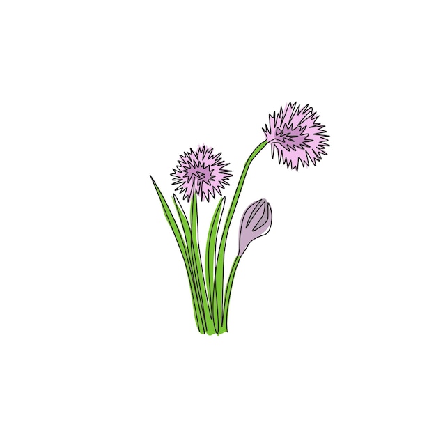 Vektor einzeilige zeichnung schönheit allium tuberosum für garten-logo schildkrötenblume für die wanddekoration des hauses