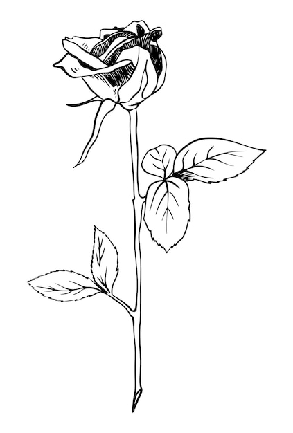 Einzelne rosenknospen-skizzenart kritzeln schwarze lineart auf weißem hintergrund mit knospe und blättern