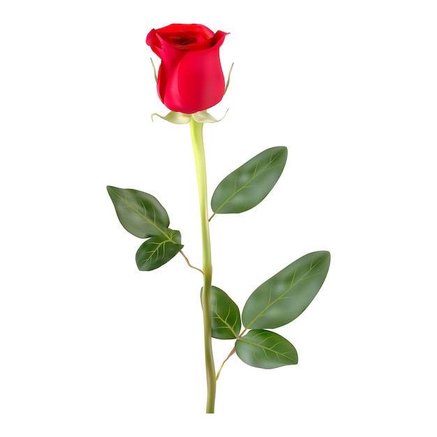 Einzelne rote rose mit langem stiel