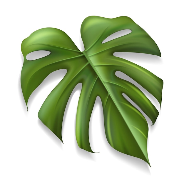 Einzelne tropische Blatt-Monstera-Pflanze isoliert auf weißer Hintergrundvektorillustration