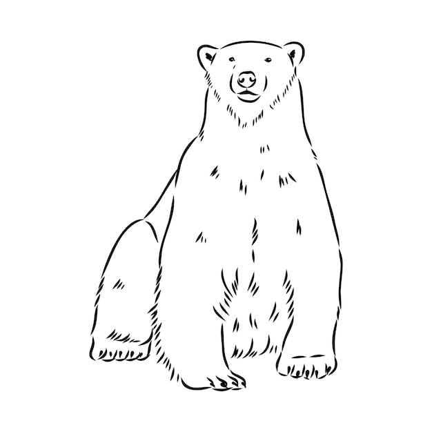 Eisbär Illustration Zeichnung Gravur Tinte Strichzeichnungen Vektor