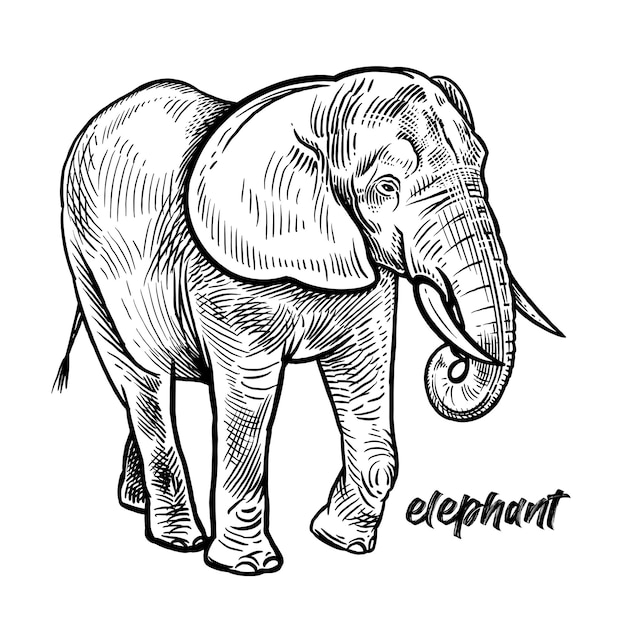 Elefant tier von afrika oder indien vektor-illustration schwarz-weiß skizze pflanzenfresser