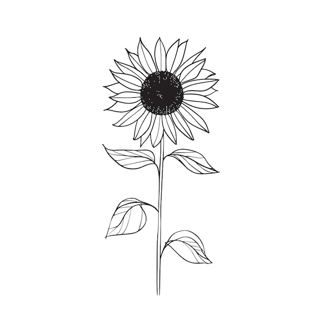 Elegante Zeichnung einer Sommer-Sonnenblumen-Illustration für Einladungen und Karten