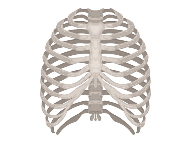 element kalzium arzt therapie körperwissenschaft cartoon anatomie chirurgie biologie knochen schädel skelett flach