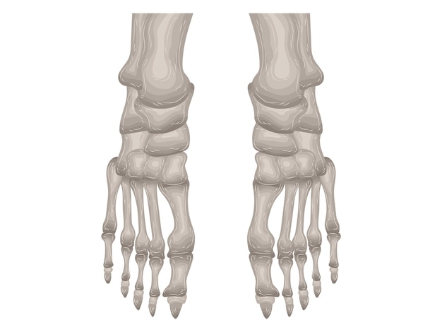 Vektor element kalzium arzt therapie körperwissenschaft cartoon anatomie chirurgie biologie knochen schädel skelett flach