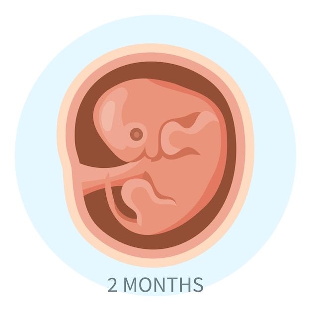 Embryo im mutterleib, zweiter monat. entwicklung und wachstum des fötus während der schwangerschaft