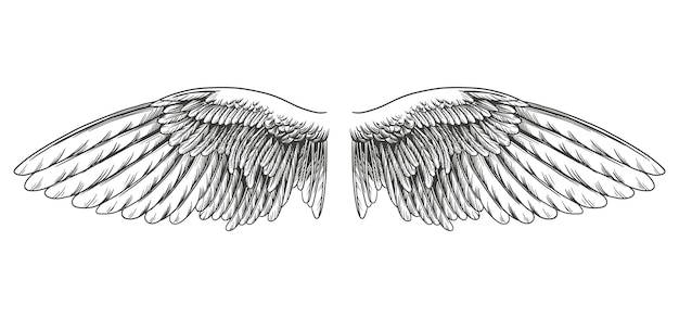 Vektor engelsflügel, vogelflügelsammlung handgezeichnete vektorillustrationsskizze