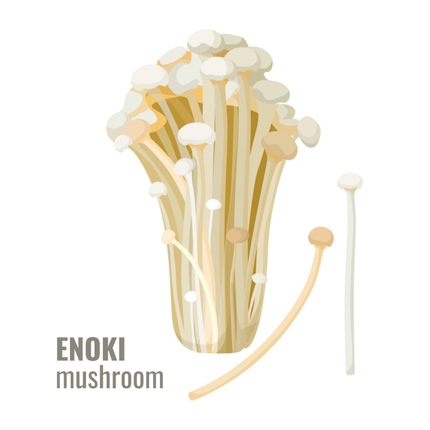 Enoki Pilze lange, dünne weiße goldene Nadel Futu oder Lilie Pilz Vektor