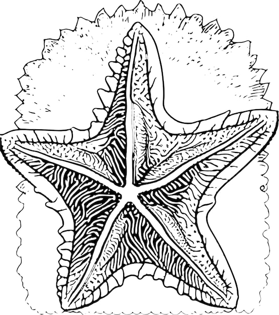 Entdecken sie die bezaubernde welt von starfish, einem malbuch-abenteuer