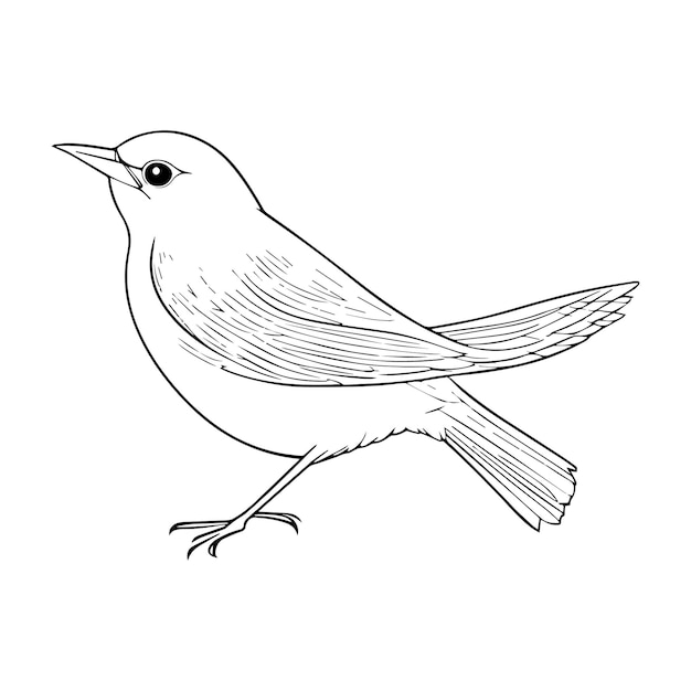 EPS Vektorbild Handzeichnung Vogel-Umriss-Illustration