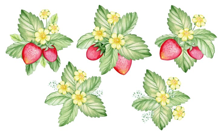 Vektor erdbeeren, blüten, blätter, ein satz von in aquarell bemalten blumensträußen