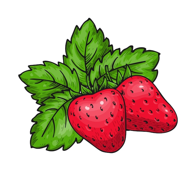 Erdbeerstrauch mit beeren und grünen blättern, isoliert auf weiss vollständiger reifer wilder wald rote süße beeren leckeres obst öko-lebensmittel farm frische saftige erdbeeren für scrapbooking sticker stickerei patch