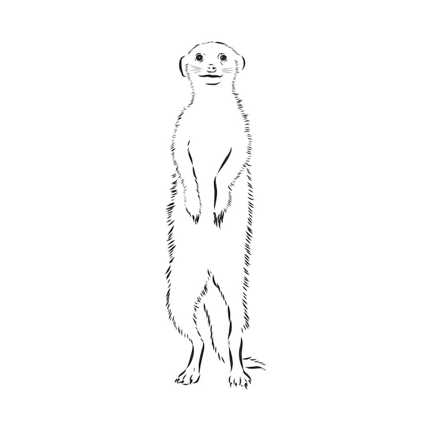 Erdmännchen-Symbol. Tierzeichen, Erdmännchen Tier, Vektorskizzenillustration