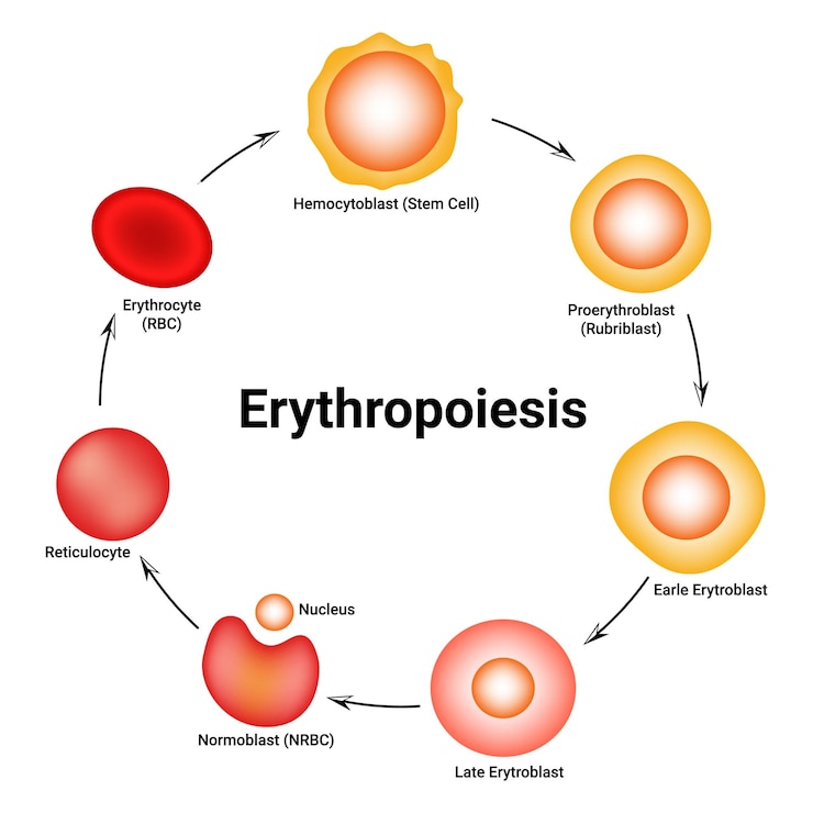 Vektor erythropoese retikulocytkerne normoblasten hämocytoblasten stammzellen