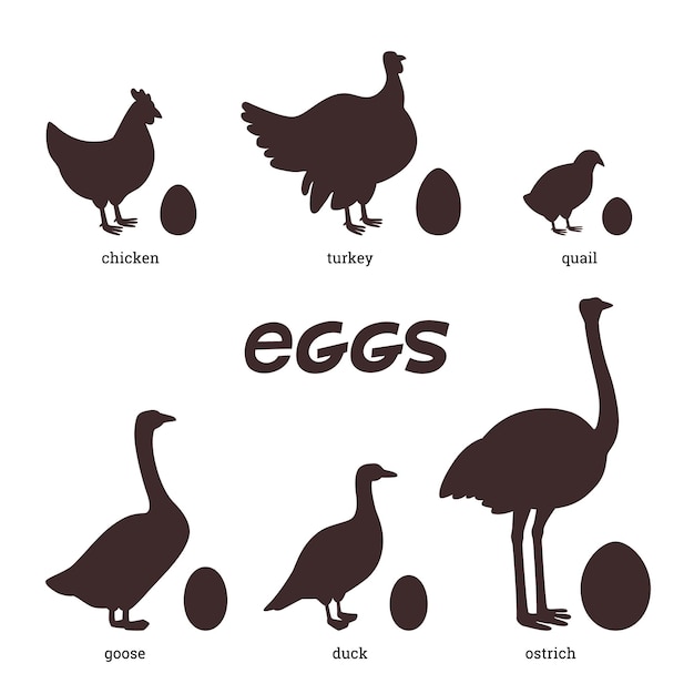Essbare eiersilhouetten von verschiedenen vögeln, hühnerente, truthahn, wachteln, strauß und ihren eiern