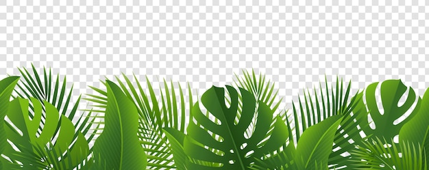ETropicalLeavesBorderIsolatedTransparentBackground_10_M_230412