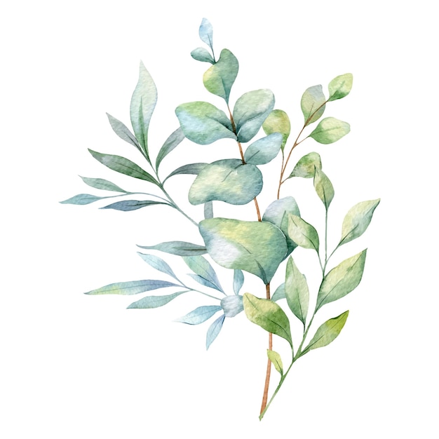 Eukalyptus Aquarell-Illustration mit handgestalteter Eukaryptusgrüner Farbe