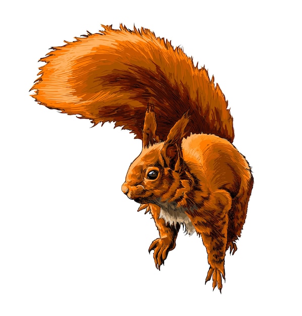 Eurasisches rotes eichhörnchen des aquarells auf weiß