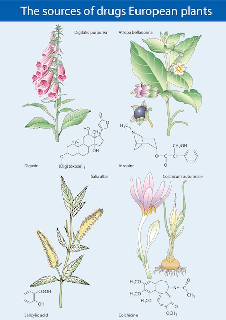 Vektor europäische pflanzen als drogenquellen