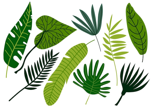 Exotische Dschungelgrüne Palmenblätter Vektorillustration