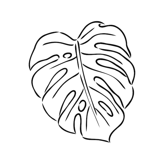 Exotische monstera kontinuierliche einzeilige zeichnung handgefertigtes sommerliches tropisches blatt auf weißem hintergrund minimal