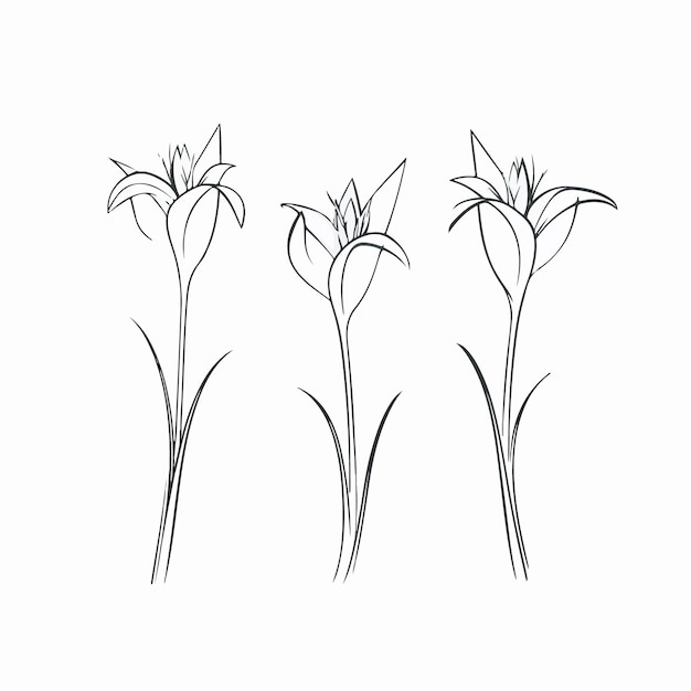 Vektor exquisite lilien-vektorgrafik mit präzisen linien