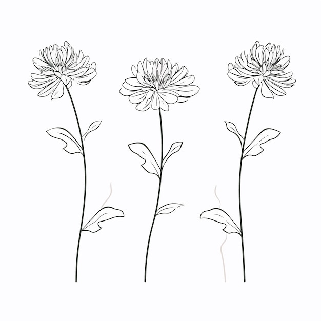 Vektor exquisite umrissillustrationen von chrysanthemen, die die anmut und den reiz dieser blumen zelebrieren