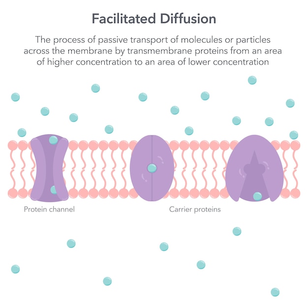 Facilitated diffusion biology vektor-illustration-infografik