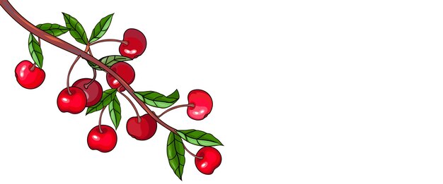 Fahnenhintergrund mit Kirschbeeren auf der gezeichneten Vektorillustration des Zweiges Hand lokalisiert