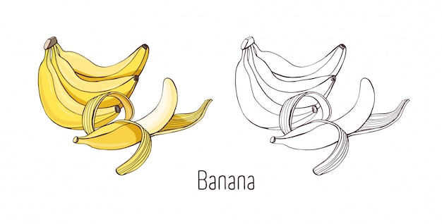 Farbige und skizzierte monochrome zeichnungen von ungeschälten und halb geschälten bananen.