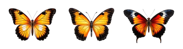 Farbiger Schmetterling isoliert auf weißer ClipArt
