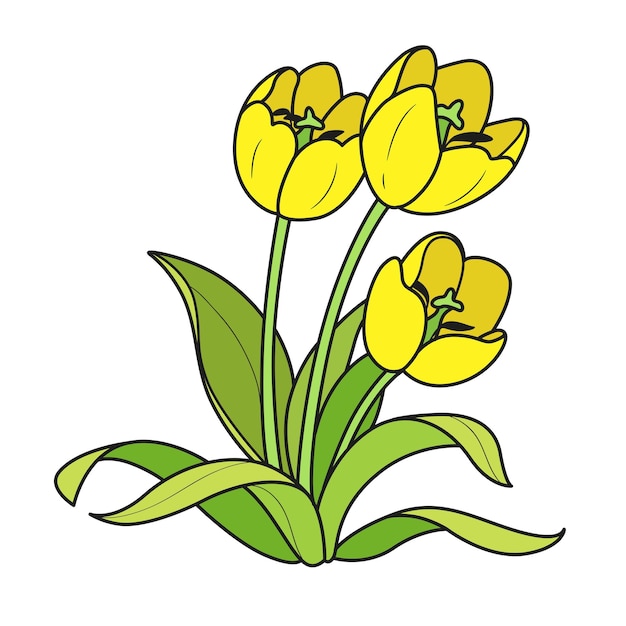 Farbvariation mit drei tulpenblüten für malbuch isoliert auf weißem hintergrund