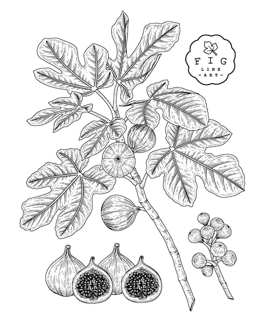 Feigenfrucht hand gezeichnete botanische illustrationen.