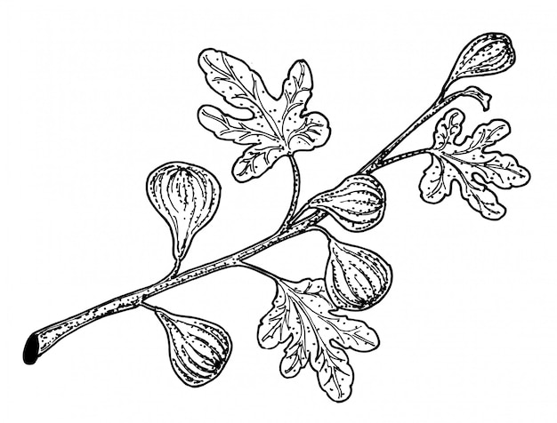 Feigenzweig vektor zeichnung. ausführliche vintage botanische skizze