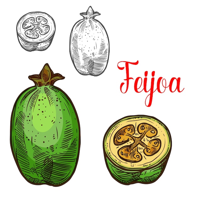 Vektor feijoa-vektorskizzen-fruchtschnitt-symbol