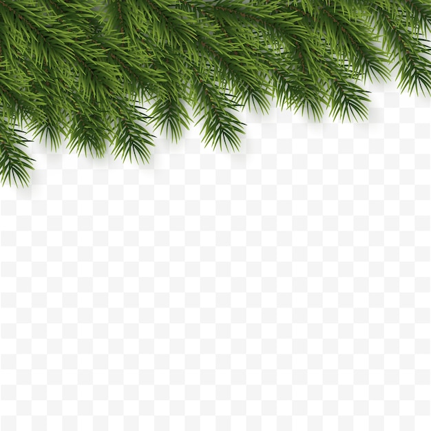 Vektor festlicher weihnachts- oder neujahrshintergrund. weihnachtsbaumzweige. urlaub hintergrund.