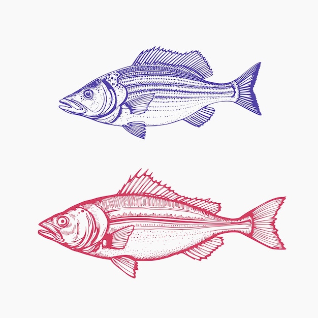 Fisch- und Meeresfrüchte-Sketch Vintage-Retro-Handgezeichneter Meeresfrütze-Meeresfisch-Sketz Meeresleben-Tinte-Stiel