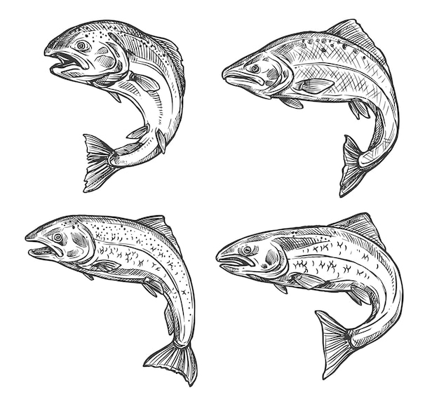 Fische skizzieren Lachs- und Forellenfang
