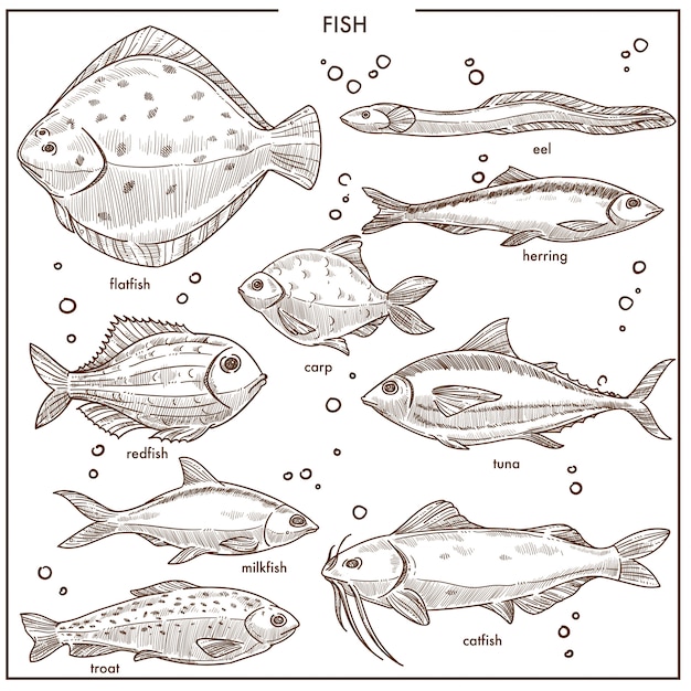Fischskizzenart mit Namen vector die lokalisierten eingestellten Fischenikonen
