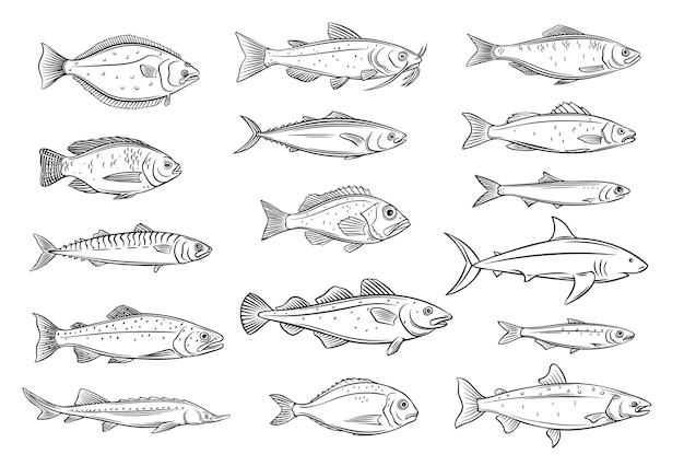 Fischumriss. Gravierte Meeresfrüchte aus Brassen, Makrelen, Thunfisch oder Sterlet, Wels, Kabeljau und Heilbutt. Zeichnen von Tilapia, Barsch, Sardine, Sardelle, Wolfsbarsch oder Dorado. Retro-Stil