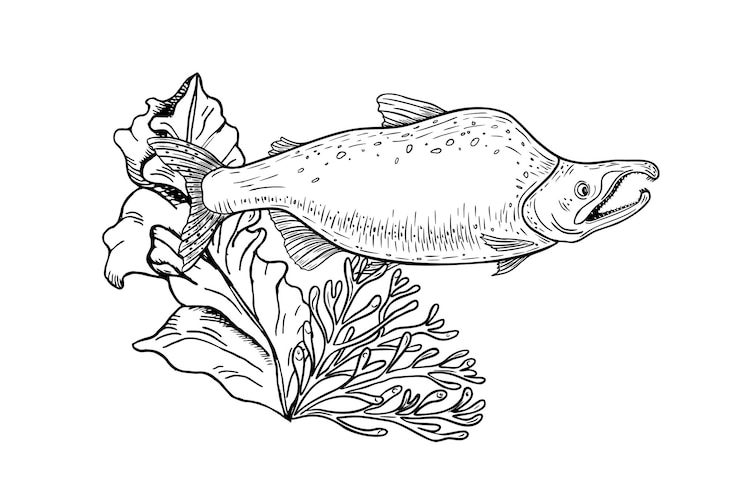Vektor fish sockeye unter korallen und algen vektor line art unterwasser ozean szene in schwarz-weiß grafisch handgemalt monochrom nautical decor aquarium drucke meeresleben gravur illustrationen