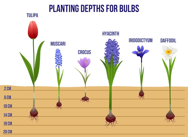 Vektor flache infografiken der frühlingsblumen mit profilansicht von pflanzensprossen mit wurzeln editierbarem text und linealvektorillustration