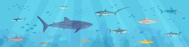 Vektor flache zusammensetzung der haie mit unterwasserlandschaft und ansammlungen von kleinen fischen mit räuberischer seetang-vektorillustration