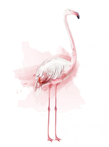 Flamingo-aquarellillustration