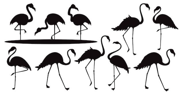 Vektor flamingo in verschiedenen posen silhouetten premium-vektorvorlage