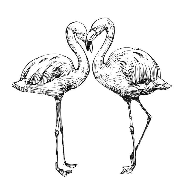 Flamingo-Skizze. Handgezeichnete Illustration in Vektor umgewandelt. Umriss mit transparentem Hintergrund