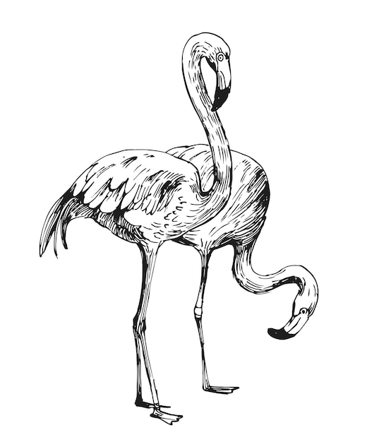 Flamingo-Skizze. Handgezeichnete Illustration in Vektor umgewandelt. Umriss mit transparentem Hintergrund